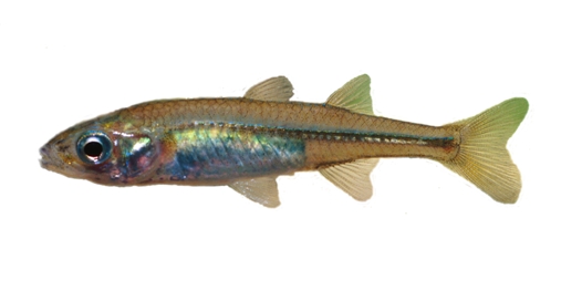 A Murray Hardyhead Murray hardyhead