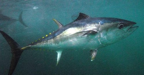 Southern Bluefin Tuna. Image by David Muirhead.