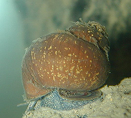 Darling River Snail