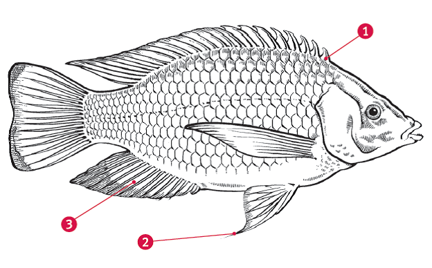 Tilapia tilapia fish label diagram 