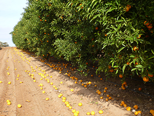 Fruit suffering from black core rot laying on the ground