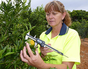 A lady measuring fruit with a micrometer