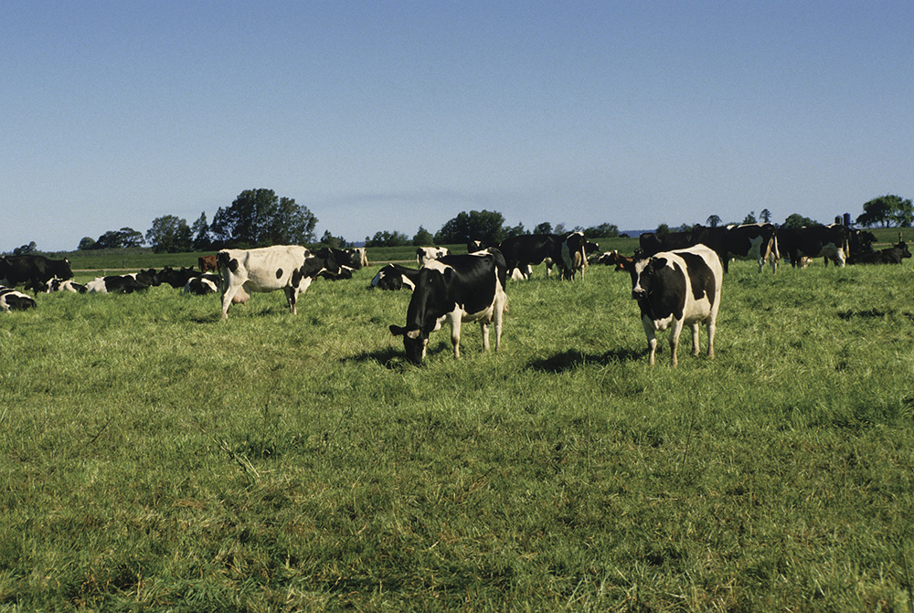 Cows standing in a paddock