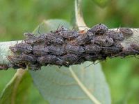 Closeup of a cluster of about 20 giant willow aphids feeding in a close group on a twig