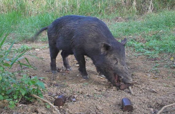 feral pig taking a bait