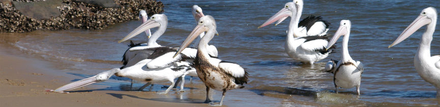 Pelicans covered in oil