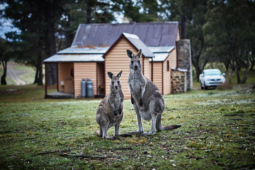 Two kangaroos standing in front of a hut looking towards the camera