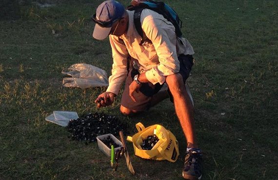 Fisheries Officer counting seized shellfish on grass