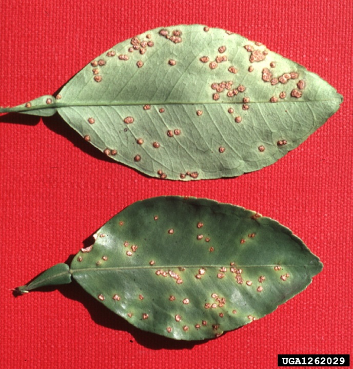 Two citrus leaves with orange spots on both sides of leaves