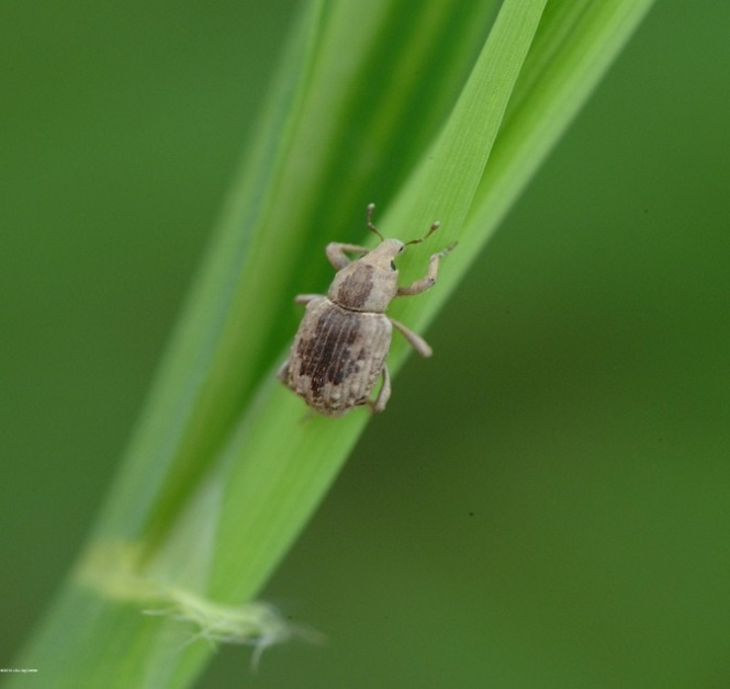 Close up image of a small brown and grey weevil on a green stem of a rice plant