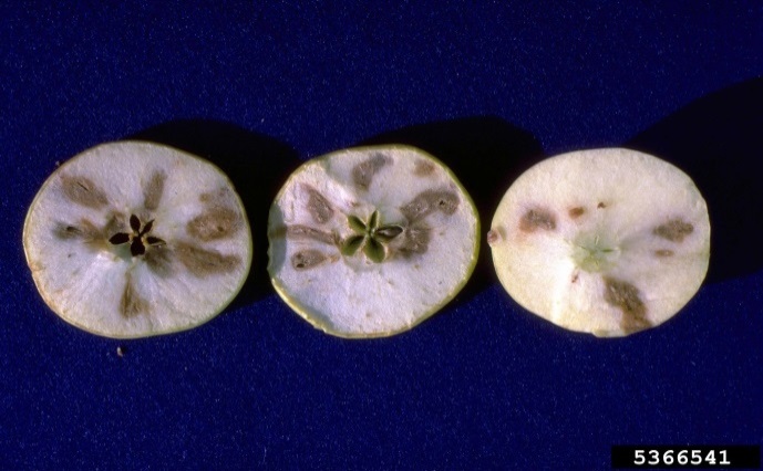 Cut slices of apple with brown/grey patches 
