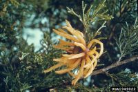 Cedar pine branch with orange tentacle-like fungal growths