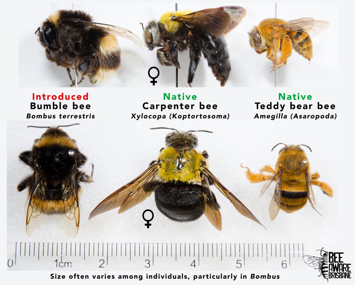 Side by side comparison of pinned specimens of bumblebee, carpenter bee and teddy bear bee with CM for scale