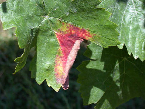 Green grape leaf with a discoloured section that is bright red with yellow margins