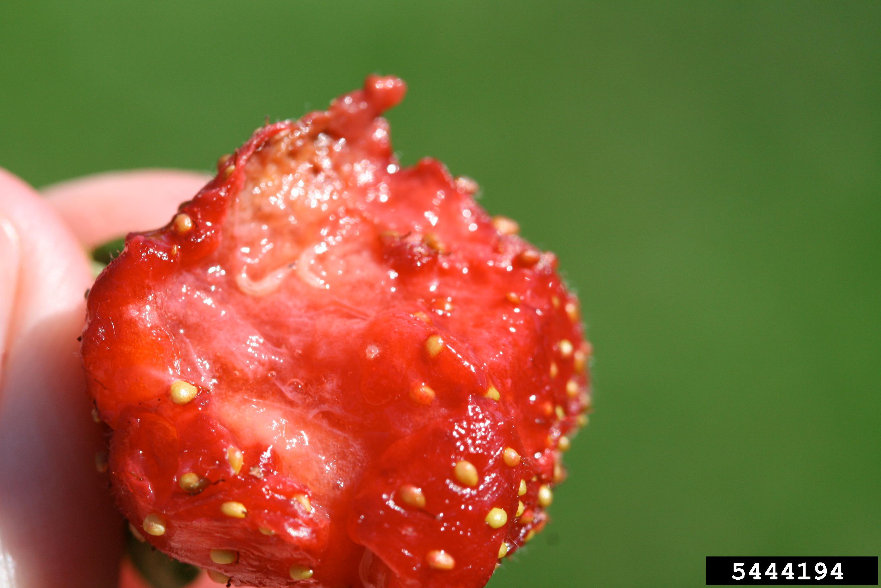 Strawberry fruit cut open to expose very small white larvae within the fruit