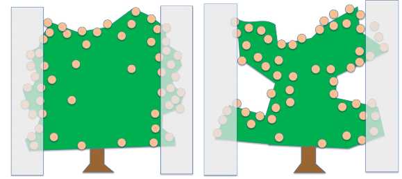 Illustration of a hedged pruned and non pruned tree