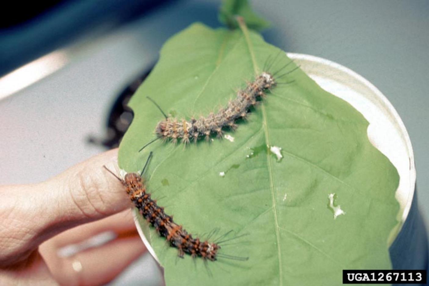 Two pink gypsy moth larvae on a leaf showing variation in colour from black and orange to grey and yellow