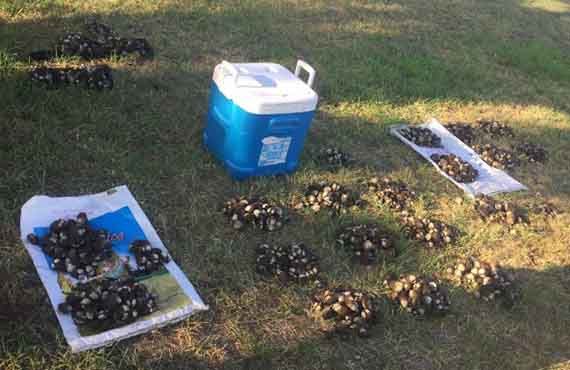 Over 2000 cockles seized from Lake Illawarra