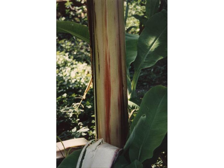 Banana bract mosaic virus. Red-brown spindle-shaped streaks on the exposed banana stem (when the outer leaves are removed)