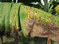 Eumusae leaf spot disease on an infected banana leaf