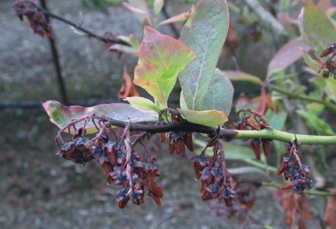 branch of a blueberry bush showing twig dieback and dead flowers
