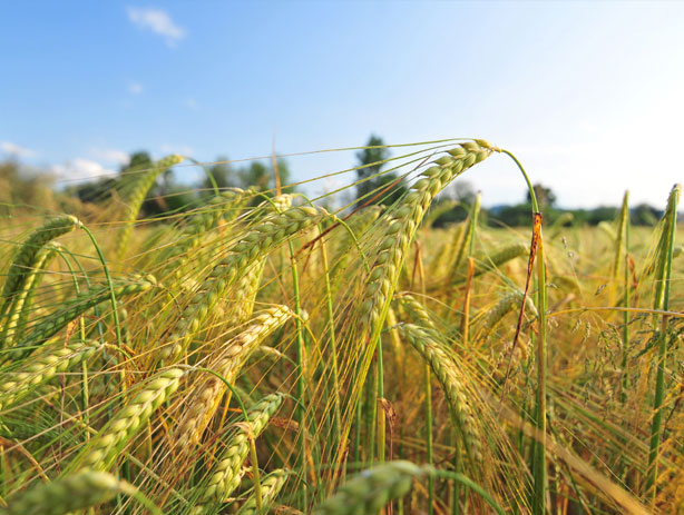 Barley Crops