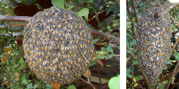 Two different pictures of dwarf honey bee nest. A large number of bees are situated on the outside of the nest to protect the larvae.