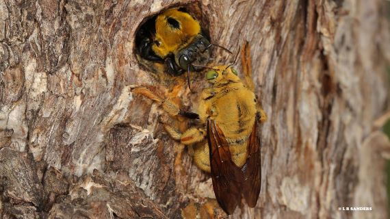 A male great carpenter bee resting on a tree trunk with a female great carpenter bee poking her head out of her small burrow in the tree trunk