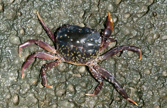 A small yellow-brown to dark red crab on a rocky surface
