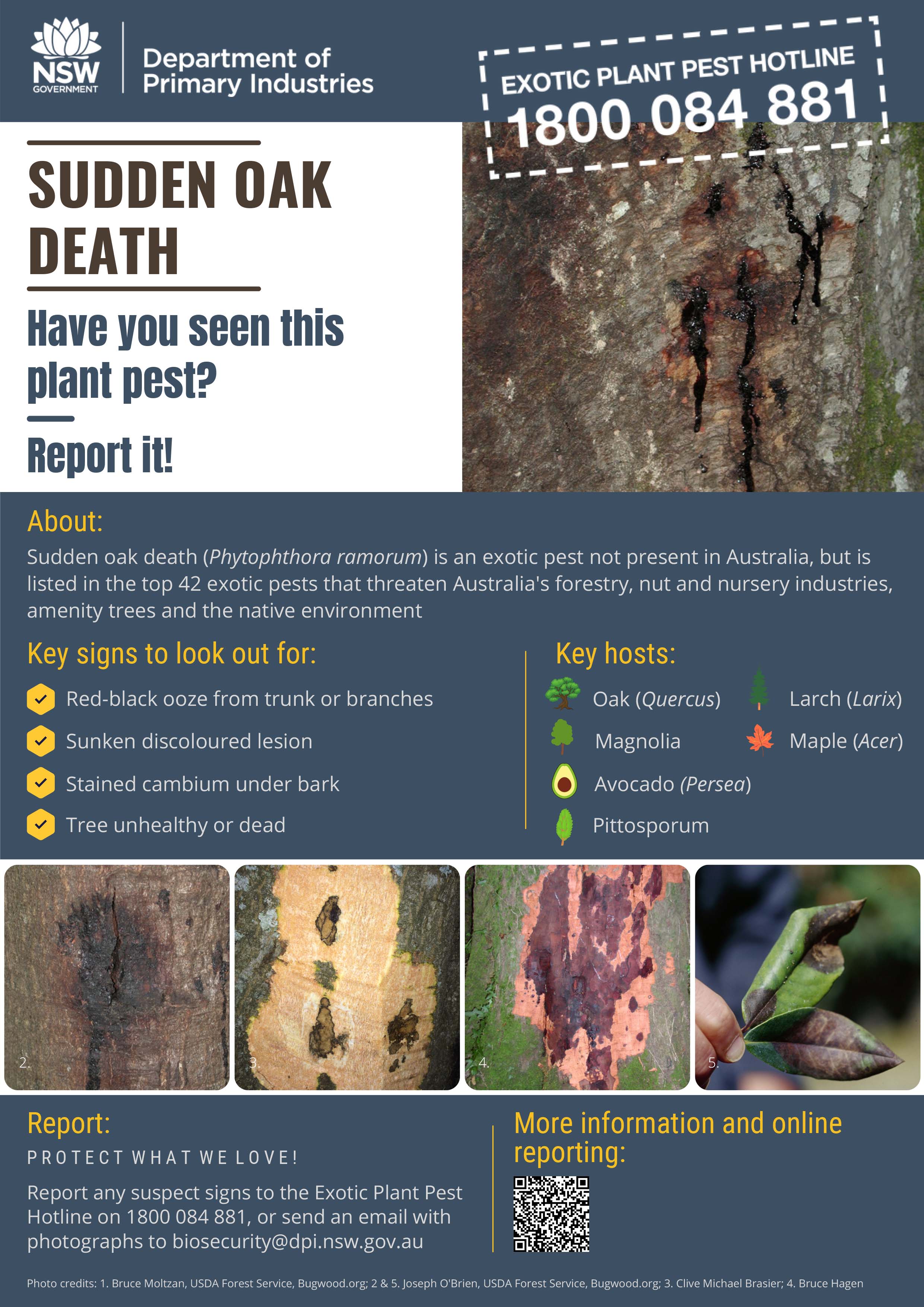Sudden oak death Factsheet
