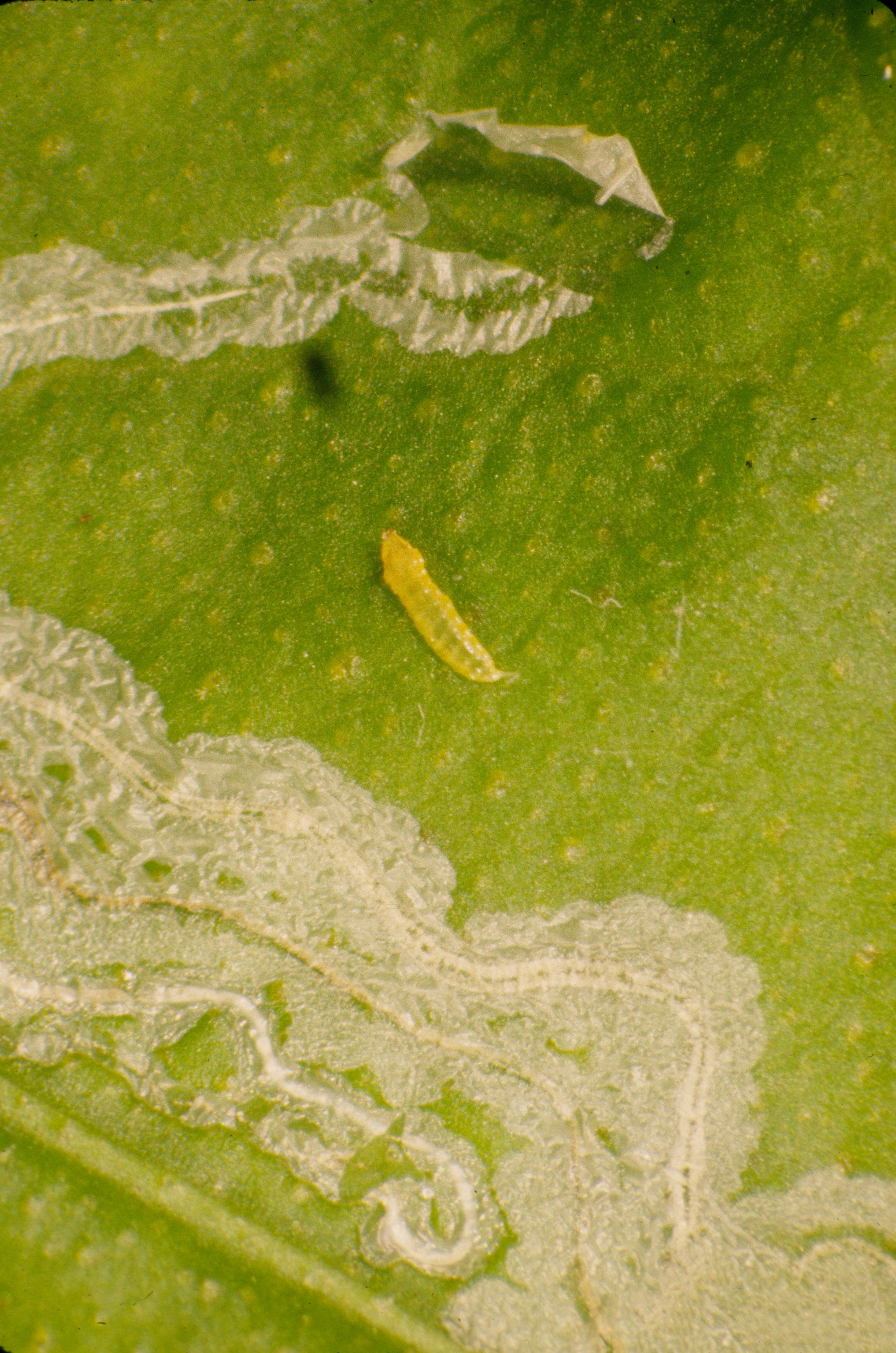 Figure 6. Citrus leaf miner (Phyllocnistis citrella) larvae. Photo: JW Lotz, Florida Department of Agriculture and Consumer Services, Bugwood.org.