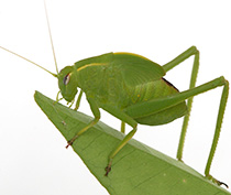 Figure 1. An adult katydid.