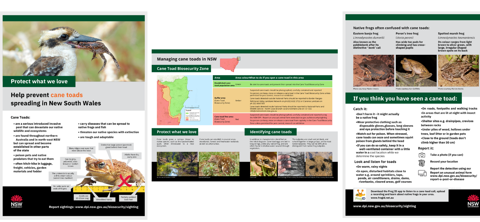 cane toad information flyer