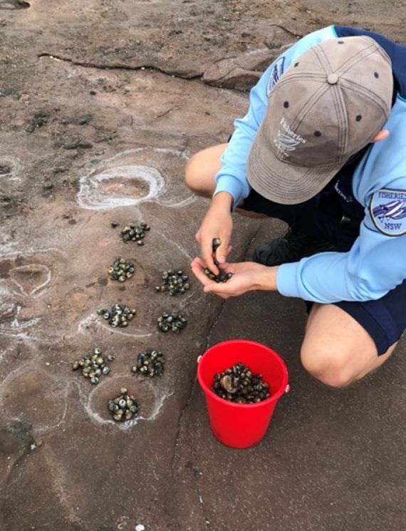 Fisheries officer counting snails collected from a rock platform