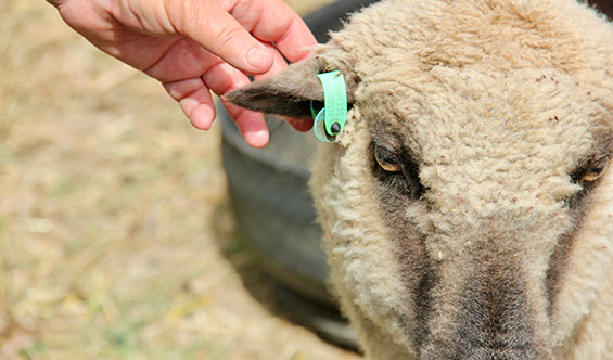 eID Tag for sheep and goat