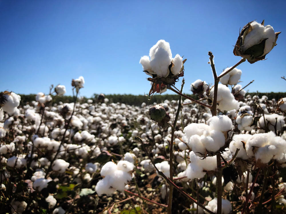 Cotton