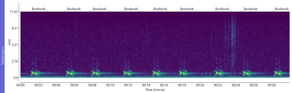 Southern Boobook spectrogram image