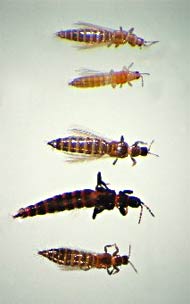 Five thrips