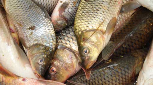 Carp collected during community carp muster must be disposed of humanely