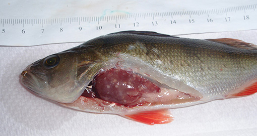 A diseased fish