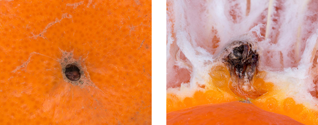 Two images joined together showing evidence of mealybug activity
