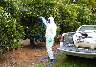 A person in protective equipment spraying trees