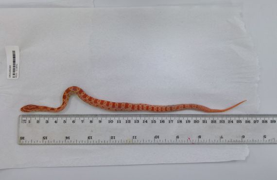 American corn snake length indicator