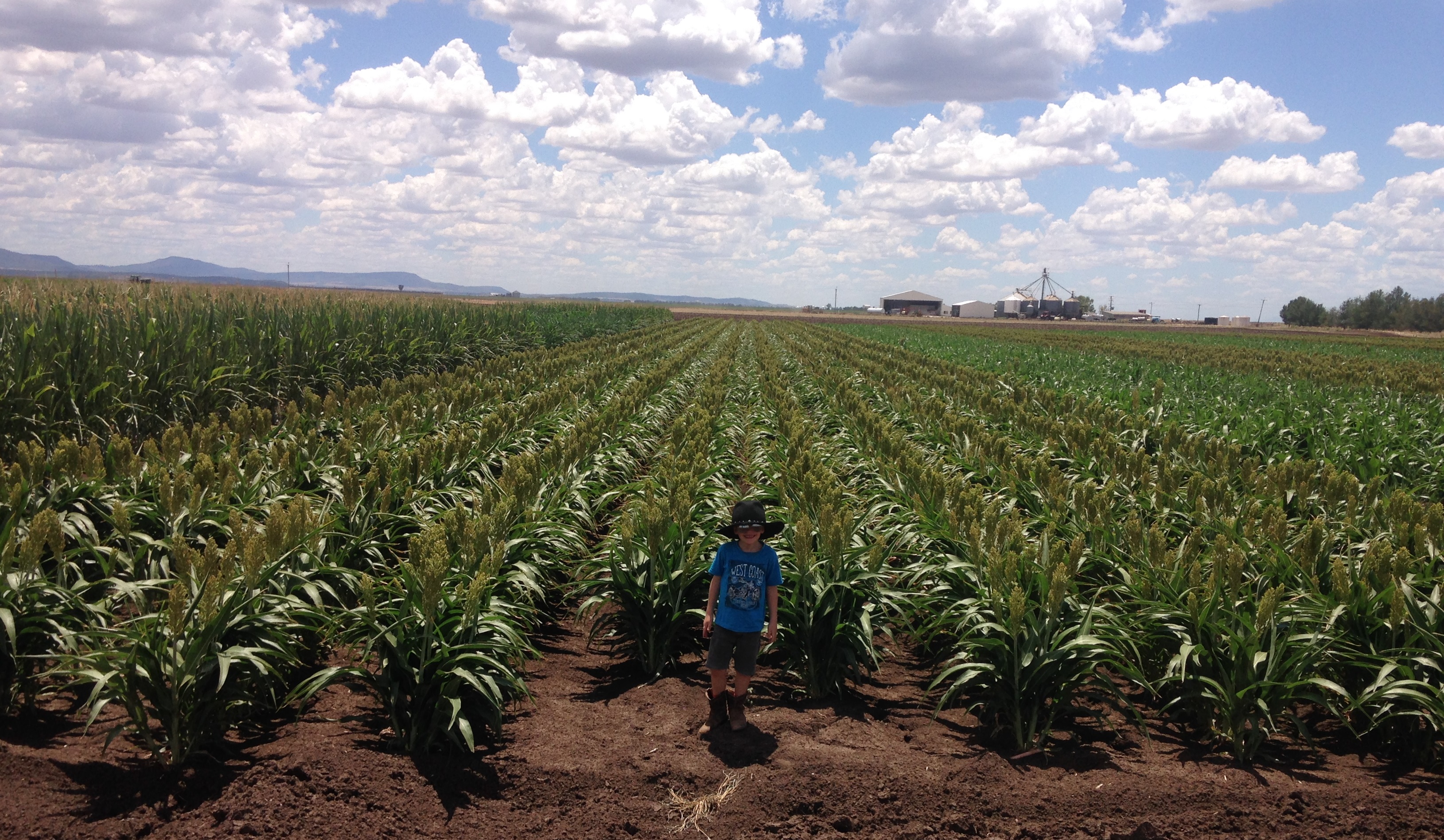 Lachlan Goodworth inspects sorghum trials at DPI Liverpool Plains Field Station at Breeza