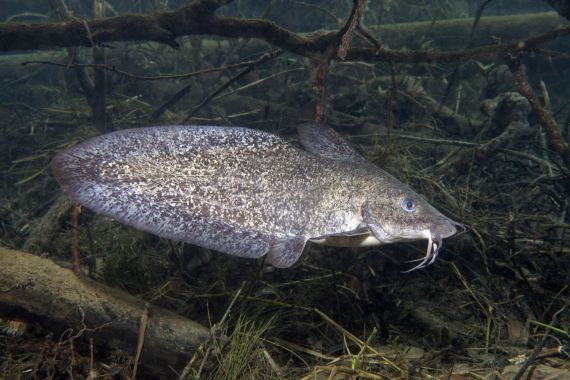 A dark grey eel-tailed catfish with white spots and long whiskers swimmin amongst submerged aquatic plants, logs and mossy sticks 
