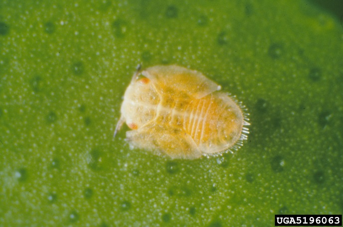 Magnified image of a yellow psyllid nymph with orange eyes on a green leaf