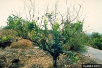 Lemon tree with top branches almost completely defoliated