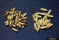 Infected rice grains on left showing brown patches on grains, uninfected rice grains on right with even cream/tan colour