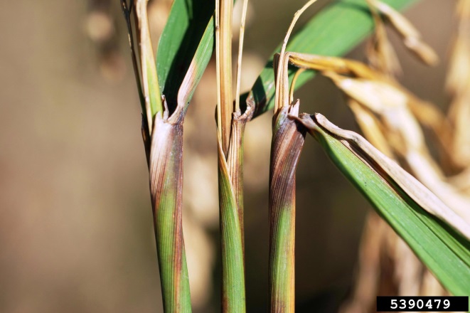 Rice stem with brown and rotting leaf sheath