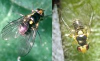 Composite image showing at right black fly with yellow spot on back, yellow marking on head, and long translucent wings with black veins. At left black fly with larger yellow spot on back and brighter yellow marking on head.
